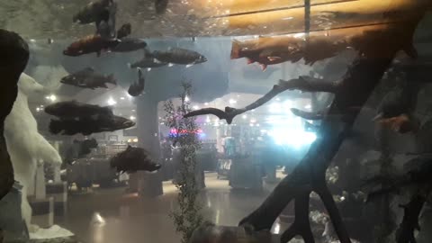 Bass pro shops fish tank