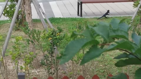 magpie walking in autumn park