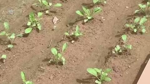 The small greens in the ground have grown out