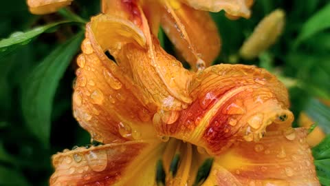 Fresh flowers after the rain