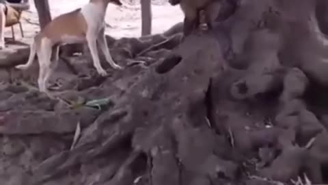 Dog Vs Monkey Fighting Funny Video