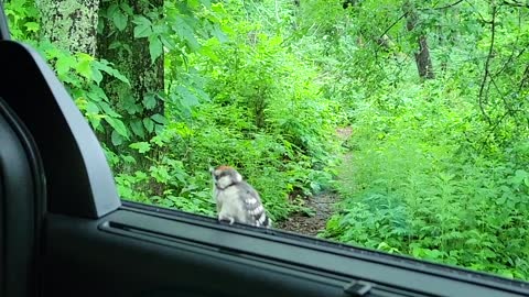 Very short visit from a baby woodpecker