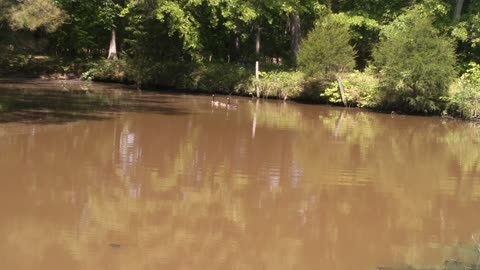 Wild geese, goslings first swim.