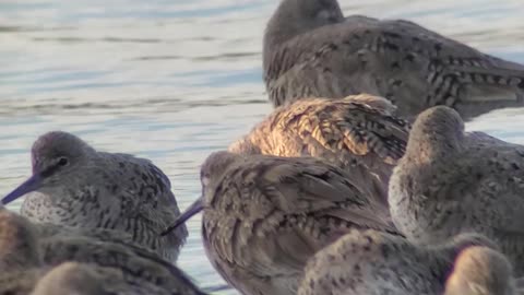 Godwits or Willets in Elkhorn Slough