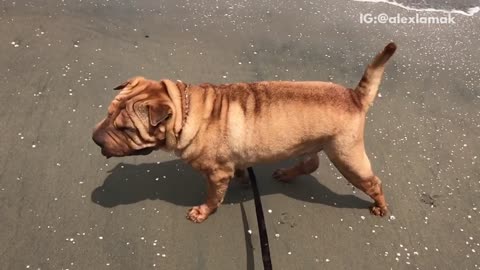 Brown dog on leash shaking in slow mo