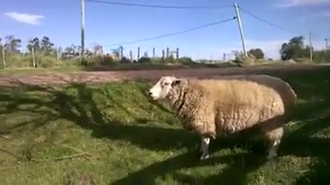 Sheep play football