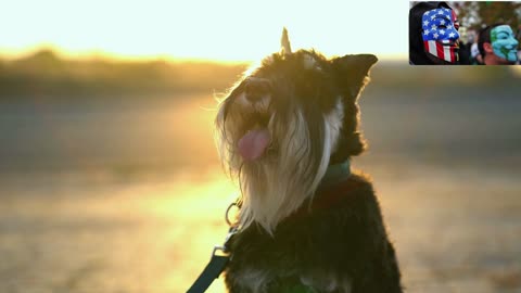 Dog Breeds - Miniature Schnauzer - Discover Why Miniature Schnauzers Are Paw-some