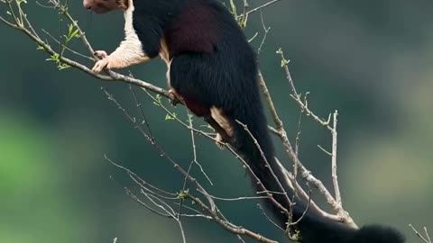 Malabar Giant Squirrel