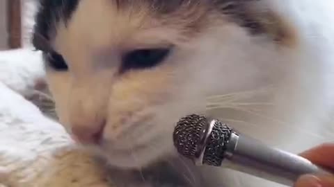 Cat's Crunchy ASMR