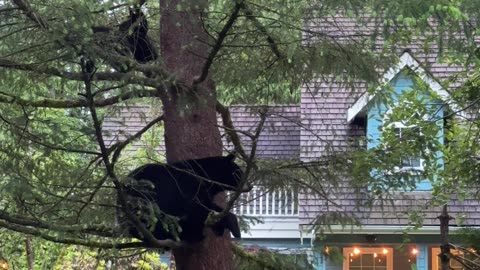 Black Bear Family Spotted in Tree