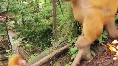 #Funny monkeys playing baby