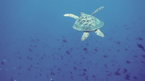 Underwater life