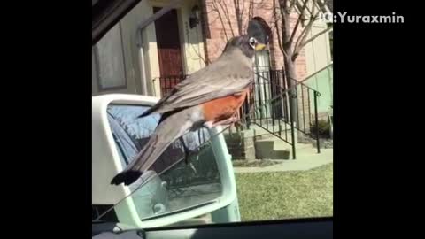 Bird doesnt leave man alone