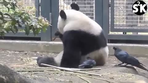 best moment panda's playing with bird Best Funny panda Videos Of This Week / 💗 Funny panda Moments