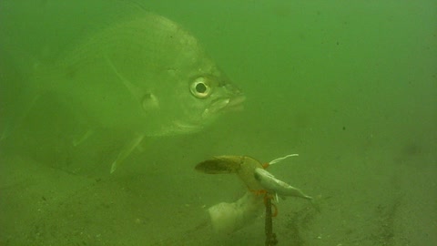 Jetty Park Pier very low visibility 2-28-2021