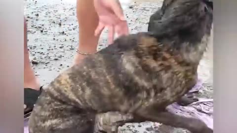 Rescue the poor dog that had its legs cut off. Now he is so happy to run again