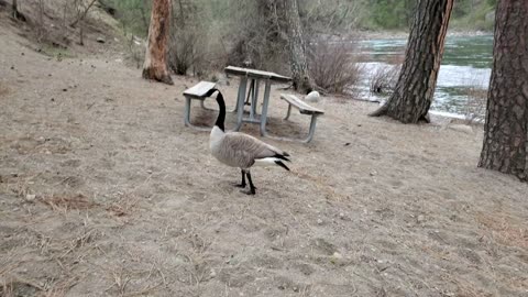 Goose at Riverside State Park Spokane River