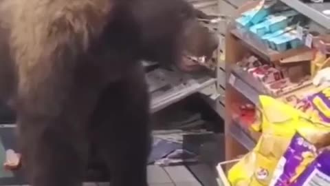 This Bear is A Master At Shopping #shorts #viral #shortsvideo #video