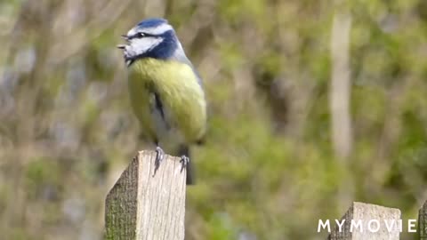 Mind Relaxing music Video with Cute Birds