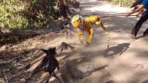 New Best Funny videos Compilation 2021 Fake Tiger Try not to Laugh