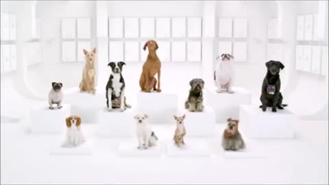 10 Funny Dog Commercials