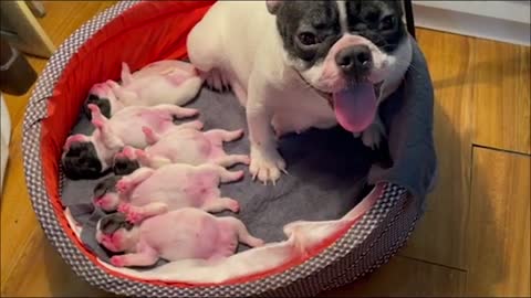 The puppies are suckling milk deliciously