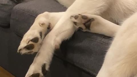 Funny Husky Runs In His Sleep!!!