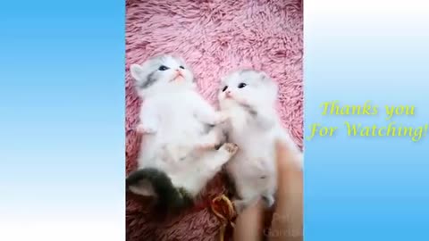 Cute Pets And Funny Animals Compilation😁