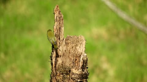 Green Landscape Ave Parrot stands on tree