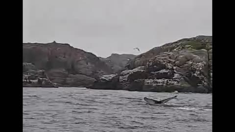 Saving a whale entangled in a fish net