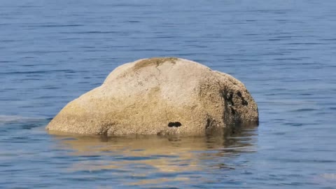 Funny little seal, in the water!