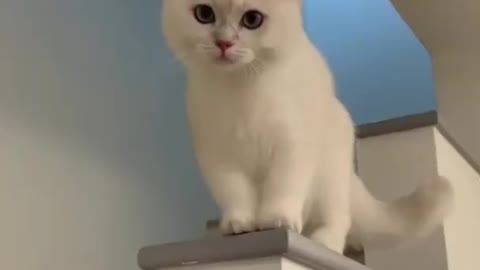 Laughing cat