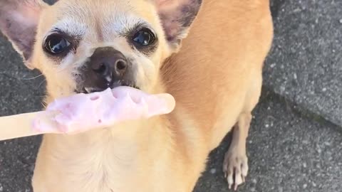 Brown chihuahua eating pink ice cream popsicle