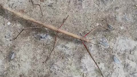 Giant Stick Insect Discovery in Munnar, Kerala | Incredible Wildlife Encounter!