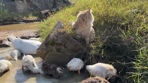 So cute and funny! The magical kitten leads a group of ducks to catch fish and swim in the river.