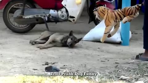 Troll Prank Dog Funny Videos. & fake trumpet prank cat, dog | fake tiger and Huge Box Prank to dog