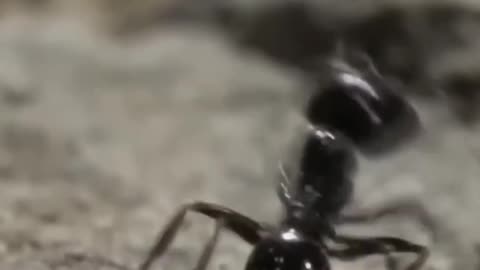 Very Sneaky Spider Mimic Ants!