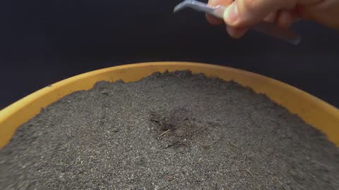 984 days in 8 minutes - Growing Plants Time-lapse Compilation