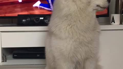 Fluffy white dog howls while the ellen show is on behind him