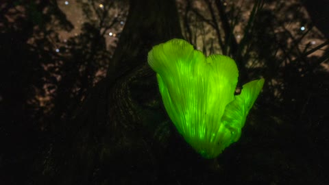 Ghost Mushroom Tasmania Time-Lapse