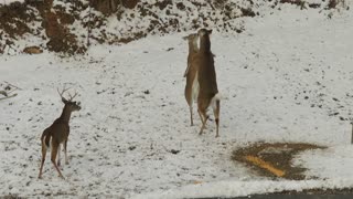 Buck fight over food