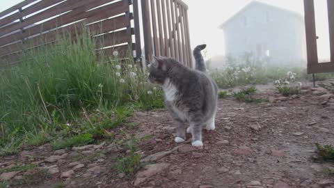 Pregnant cat and dog