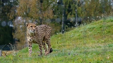 The beauty of the Cheetah with nature