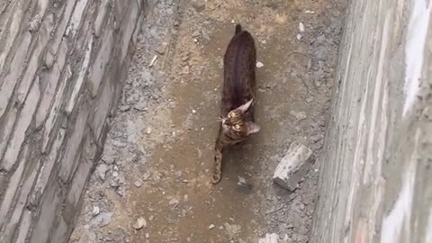 Cat makes an impressive jump to get out of a hole!