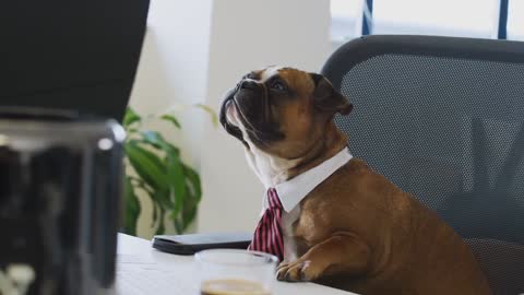 Cute puppy is working in office