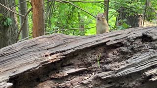 Chipmunk no trust