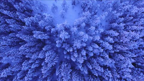 Snowy Trees Above Winter Landscape Forest