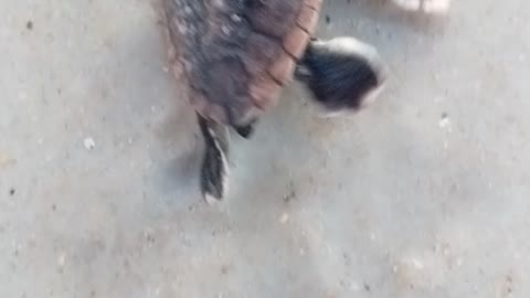 Baby Sea Turtle Makes It to the Ocean