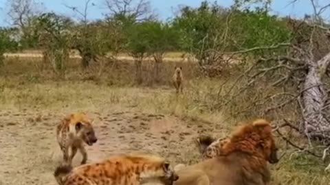 Hyena gets saved by friends from lions jaws