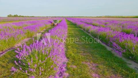 As Purple Revolution Blooms, Kashmiri Farmers Are